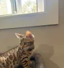 Фото №3. Reinrassige Bengal-Katze Kontakt per WhatsApp unter 44 7453 907158. Германия