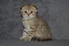 Дополнительные фото: Породные Шотландские котята