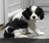 Фото №3. Cavalierkingcharlesinspanielin pennut etsivät perhetta.  Финляндия