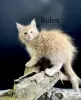 Дополнительные фото: Maine Coon