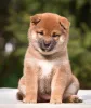 Фото №3. Shiba-inu-Welpen Zur Усыновление Verfügbar.  Германия