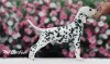 Фото №3. Изысканные Dalmatian Puppies Champion Champion Bloselines, готовые к любящим.  Эстония