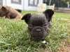 Фото №3. Очаровательные чиоты Bouledogue Français à vendre.  Франция