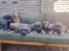 Фото №3. Cane Corso Puppy Top -Class Puppy.  Сербия