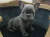 Фото №1. французский бульдог - купить в Быть выращенным за 35251₽. Объявление №158930