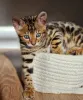 Фото №3. Доступны красивые коричнево-пятнистые бенгальские котята, мальчики и девочки.. Нидерланды