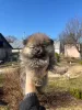 Дополнительные фото: Щенята шпица