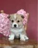 Дополнительные фото: Малыши вельш-корги