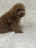 Дополнительные фото: Female toy poodle/ 8.5 months