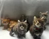 Дополнительные фото: Очаровательный котенок штата Мэн.