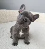 Фото №1. французский бульдог - купить в Айзлинген за 46384₽. Объявление №157877