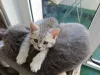 Дополнительные фото: Милый котёнок ищет добрый и заботливый дом! Наш малыш готов отправиться в новую