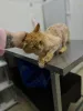 Дополнительные фото: Пристраивается чудесный щенок-лисенок 6 месяцев.