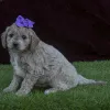 Фото №3. F1 mini goldendoodles готова уйти.  Пуэрто Рико