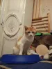 Дополнительные фото: Замечательный котик Пьер Безухов ищет добрый дом!