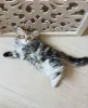 Фото №3. Очаровательный длинношерстный котенок, готовый навсегда остаться дома. Чехия