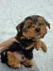 Дополнительные фото: Чистокровные щенки Йоркширского Терьера