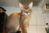 Дополнительные фото: Котята Чаузи