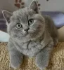 Фото №3. Наши британские короткошерстные котята чистокровные пометы.. Великобритания