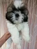 Дополнительные фото: Идеальные чистокровные щенки Ши-Тцу.