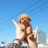 Фото №2 к объявлению №138635 о продаже пуделя (той) - купить в США заводчик