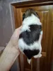 Дополнительные фото: Чистокровные щенки Ши-ТЦу