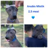 Фото №3. Голаые мексиканские щенки(.  Болгария