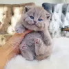 Фото №1. британская короткошёрстная - купить в Мюнхене за договорная. Объявление №144584