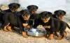 Дополнительные фото: Rottweiler Puppies