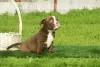 Дополнительные фото: American Bully