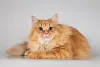 Фото №3. Очаровательный рыжий котик Лютик ищет дом. Россия