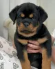 Фото №3. Rottweiler-Welpen Zur Усыновление.  Германия