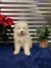 Фото №3. KC зарегистрировали Samoyed щенки.  США