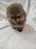 Дополнительные фото: Красивый бу -бу -медведь