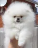 Дополнительные фото: Pomeranski Mini Shpic Pomeranian Spitz Померанские Мини шпицы