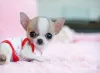 Фото №3. Продаются замечательные щенки чихуахуа..  Германия