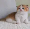 Дополнительные фото: Munchkin Kittens для продажи