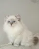 Фото №2 к объявлению №164177 о продаже рэгдолл - купить в Финляндии из приюта