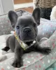 Дополнительные фото: kc registered french bulldogs