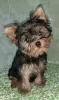 Дополнительные фото: Yorkshire terrier. Boy's and girl's.