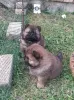Дополнительные фото: Щенки чау-чау