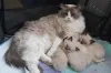 Дополнительные фото: Gorgeous GCCF ragdoll kittens..