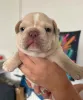 Фото №1. французский бульдог - купить в Палермо за 37107₽. Объявление №174344