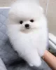 Фото №2 к объявлению №165150 о продаже померанского шпица - купить в Швеции частное объявление