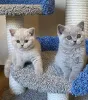 Фото №1. британская короткошёрстная - купить в Принес за 37107₽. Объявление №173474