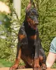 Фото №2 к объявлению №147983 о продаже добермана - купить в Швеции частное объявление