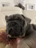 Дополнительные фото: Эксклюзив! Щенки французского бульдога.