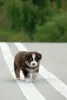 Дополнительные фото: Миниатюрный американский пастух (MAS) Puppy