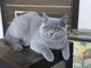 Фото №3. Потрясающая голубая британская короткошерстная сука выставочного качества (10. Нидерланды