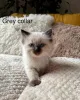 Фото №3. Purebred Ragdoll Kittens доступны для усыновления.. Ирландия